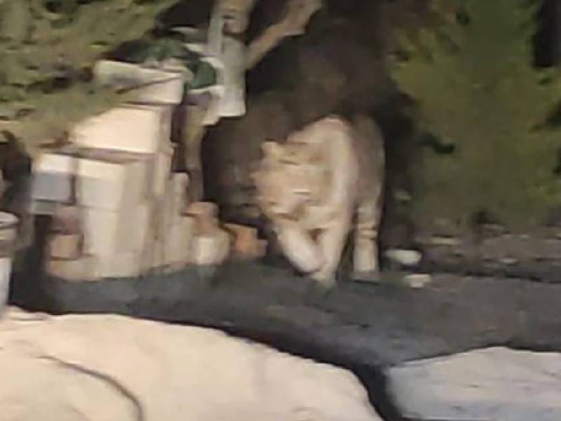 Hallan y matan a tigre blanco que deambulaba en Querétaro