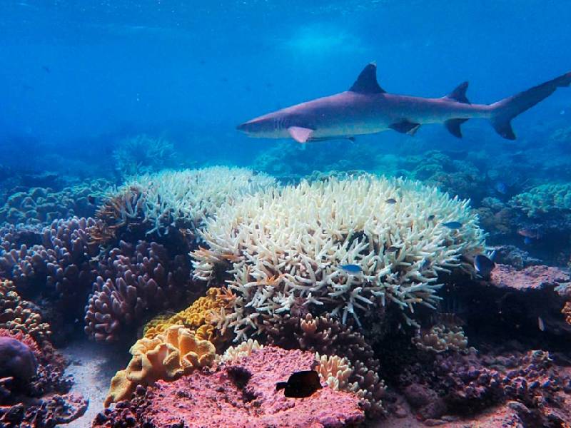 ONU considera clasificar la Gran Barrera de Coral como ¡en peligro!