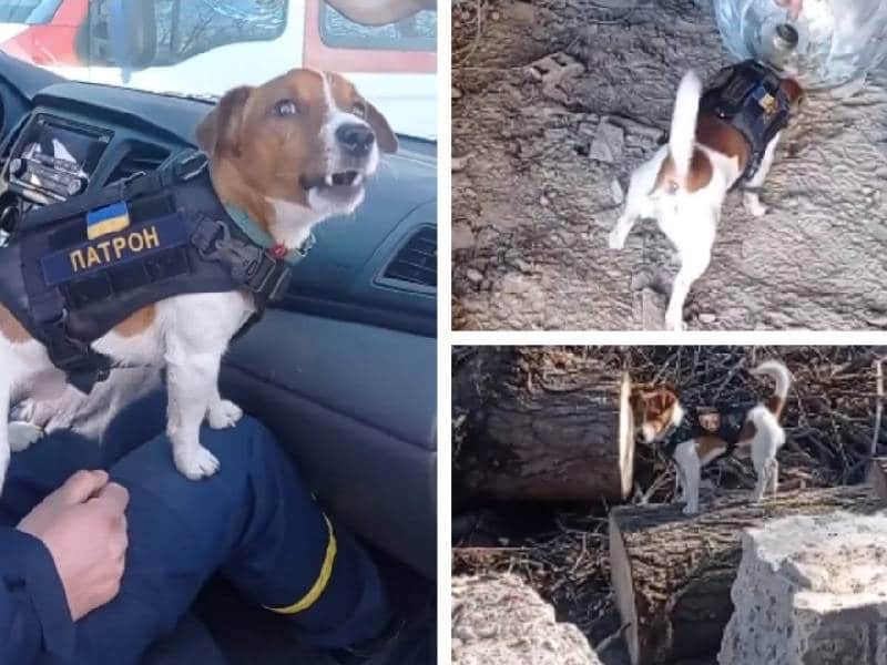 Video. Patrón, el perrito que ayuda en Ucrania a detectar bombas