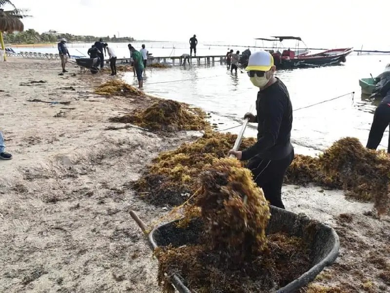 Realizan jornada de limpieza de sargazo en playas de Mahahual