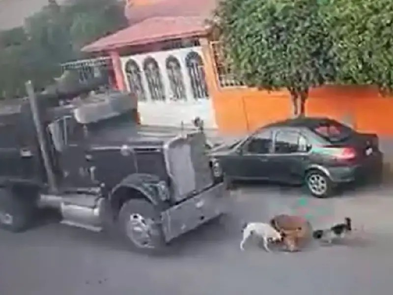 VIDEO. Trailero atropella a perritos y deja a dos sin vida