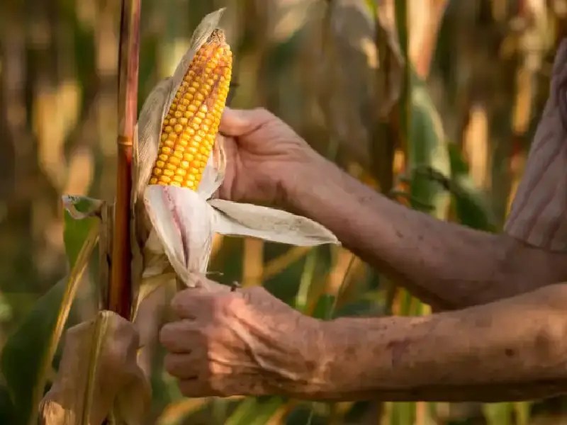 Anpec estima alzas en la industria del maíz y del trigo por conflicto en Urania