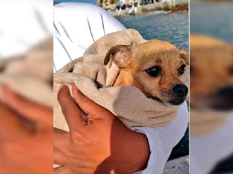 Rescatan a perrita que flotaba en mar abierto en Cozumel