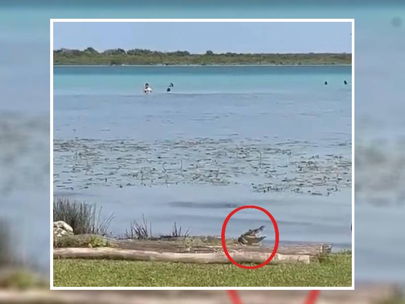 Cocodrilo ataca a bañista en la laguna de Bacalar