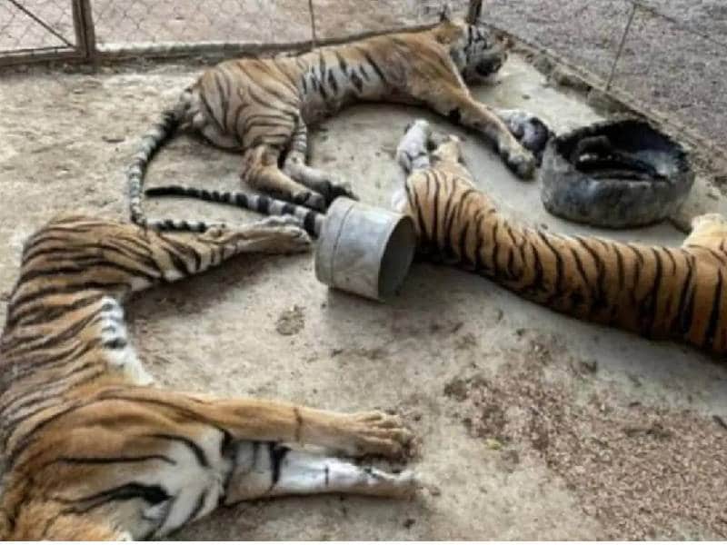 Encuentran sin vida a tres tigres de bengala luego de ser decomisados al narco