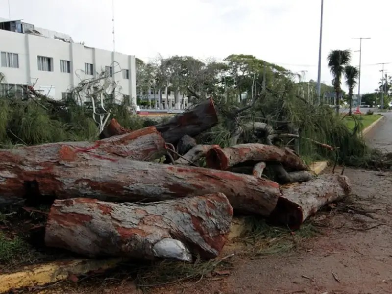 Inponen multa económica por tala de árboles en el Bulevar Bahía de Chetumal