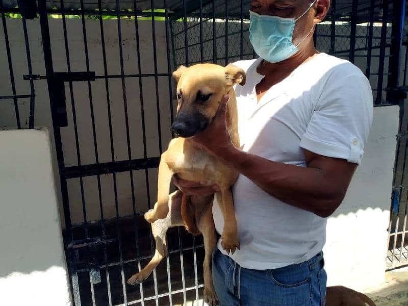 Adopción canina y felina en Othon P. Blanco