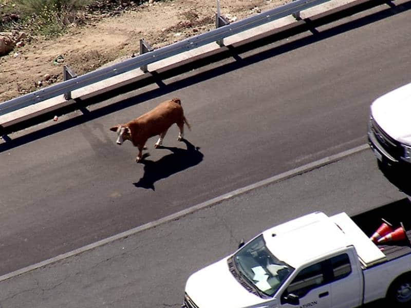 Vaca autopista