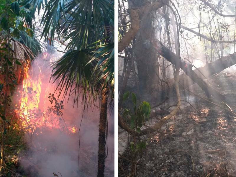 Brigadas atienden incendios forestales en Bacalar y Solidaridad