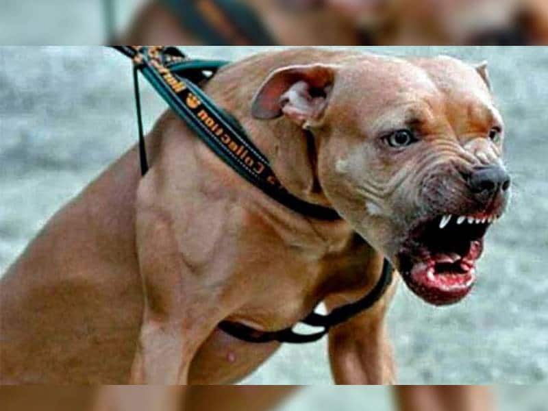 Perro ataca a menor de edad y lo sacrifican en Cancún