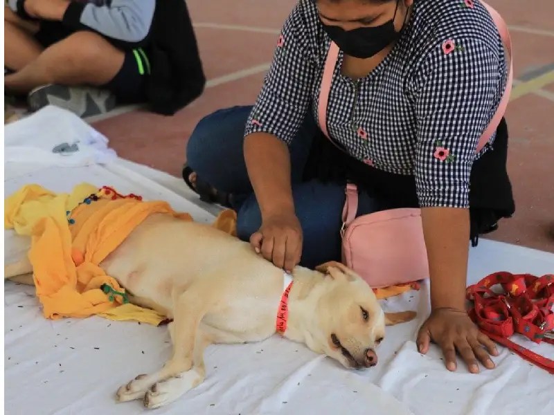 En abril, inicia campaña de vacunación antirrábica a mascotas