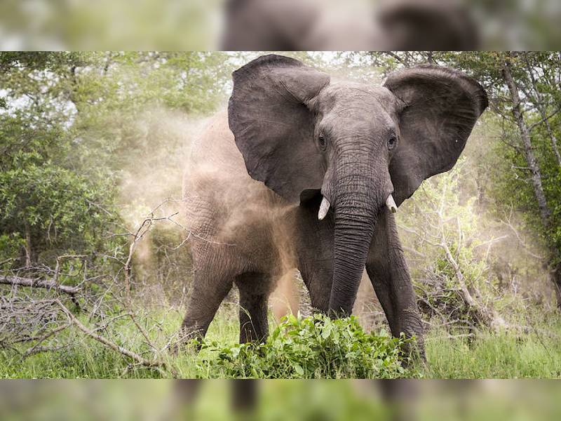 Un elefante pisotea a investigador hasta la muerte