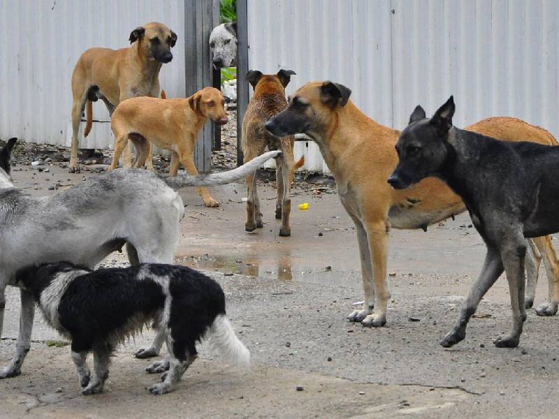 Abandonar perros y gatos en la calle, común en Playa del Carmen