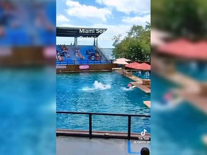 Video: Delfín ataca a su entrenadora en pleno show