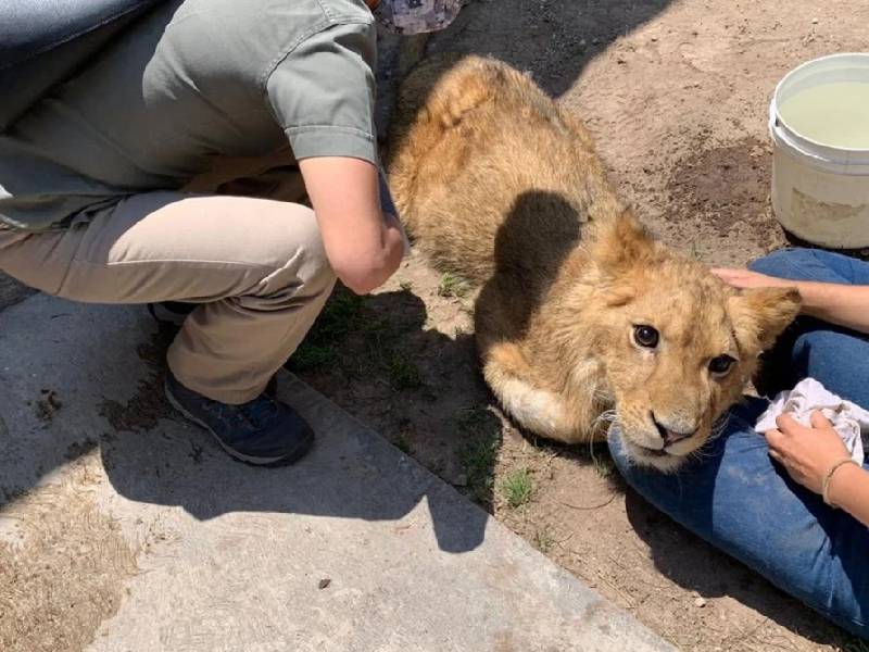 El león rescatado en Ecatepec está en peligro de morir