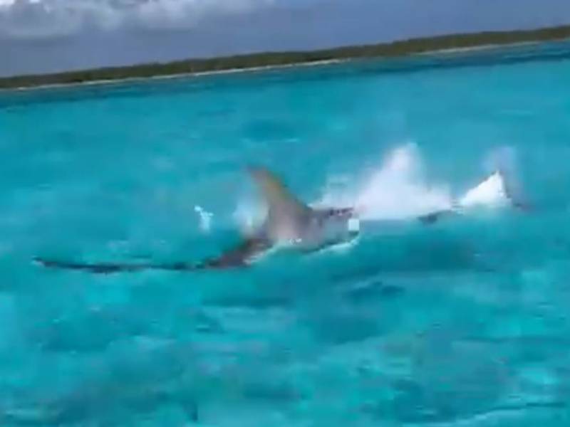 Video. Captan el momento de un tiburón martillo persigue a una mantarraya en Cozumel