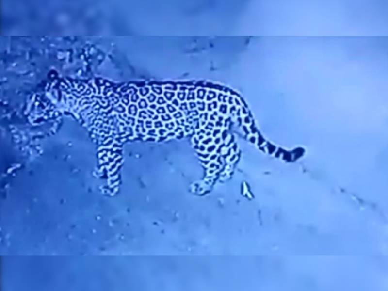 Instalan camaras trampas para conocer el desplazamiento de los jaguares