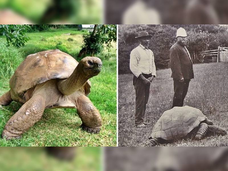 Conoce a Jonathan, el animal terrestre más viejo del mundo