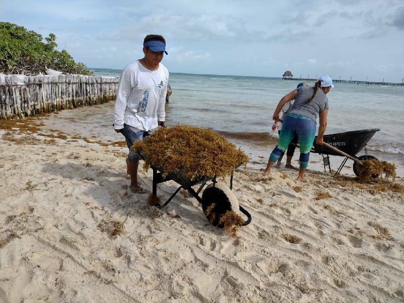 Ante el arribo atípico de sargazo se refuerzan las acciones de limpieza en las playas de Isla Mujeres