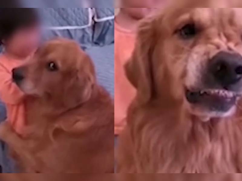 Un perrito evitó que una mamá regañara a su hija por una travesura