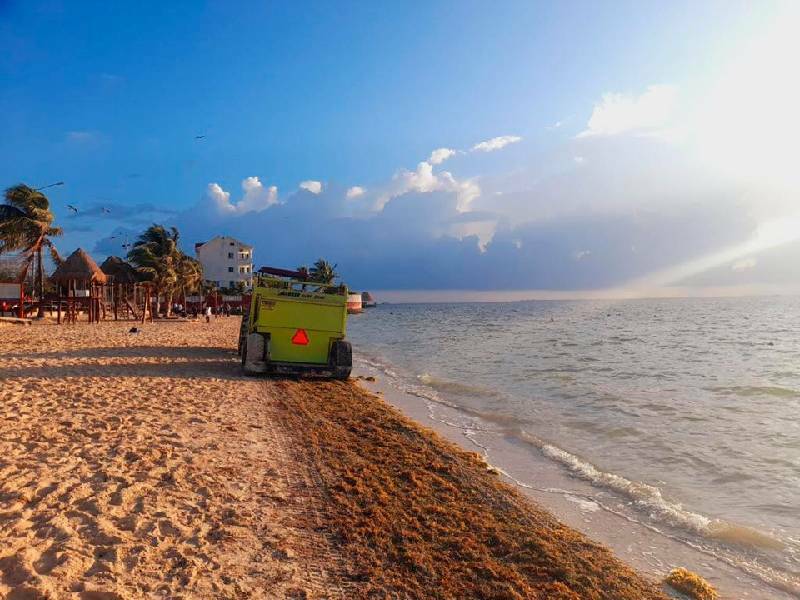 Recolectan casi mil toneladas de sargazo en playas de Cancún, durante abril