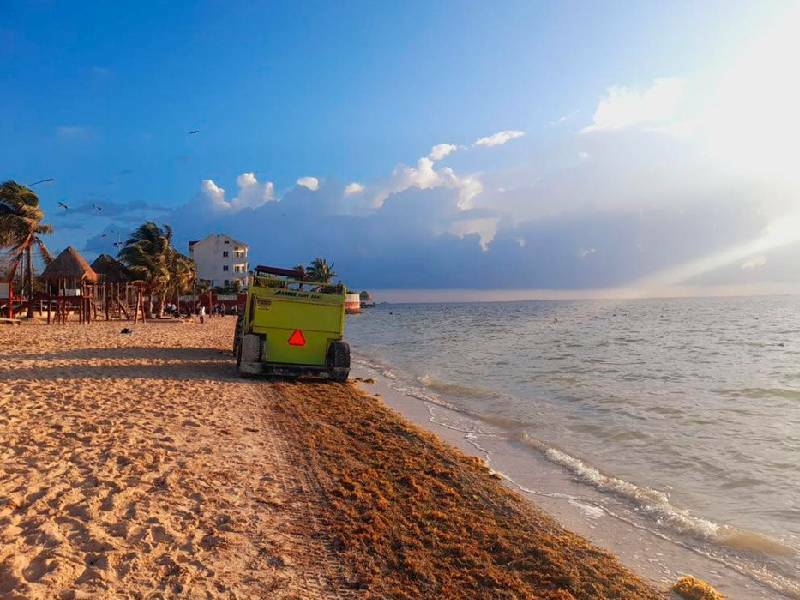 Recolectan casi mil toneladas de sargazo en playas de Cancún