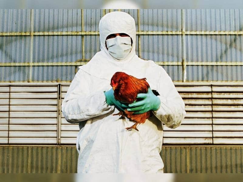 Se reporta el primer caso humano de gripe aviar H3N8 en China