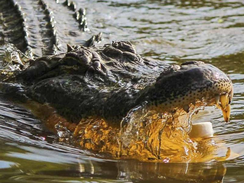 Turistas se encuentran con cocodrilo en Tulum