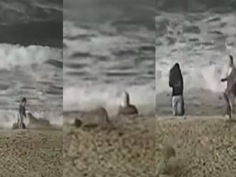 VIDEO: Captan ataque de coyote a una niña en plena playa