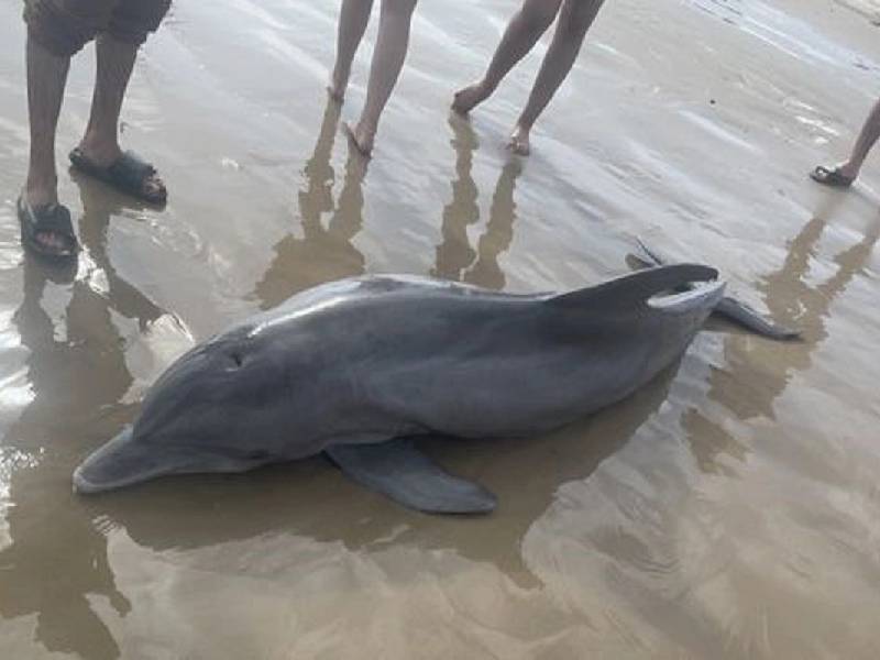 Delfín muere varado en una playa; intentaron montarlo antes que ayudarlo