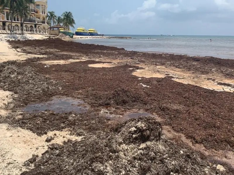 Cierran acceso a playa "El Recodo" por arribo de sargazo