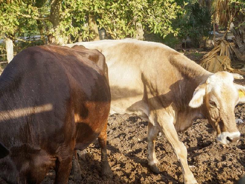 Pequeños ganaderos de Bacalar, en difícil situación por la sequía y falta de apoyo