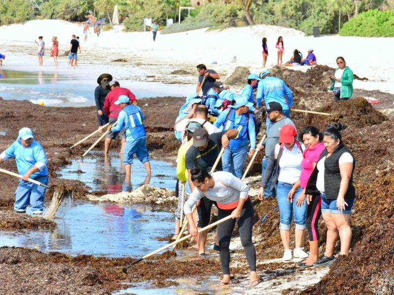 Realizan segunda jornada de limpieza de sargazo en Playa del Carmen