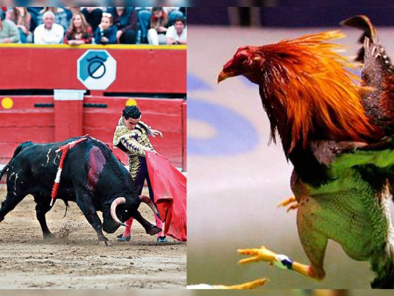 Declaran a tauromaquia y peleas de gallos como Patrimonio Cultural de J.M. Morelos