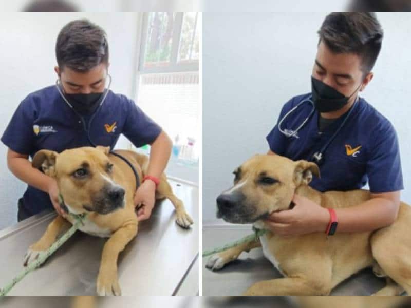 Un perrito cuidaba el cuerpo de su dueño fallecido