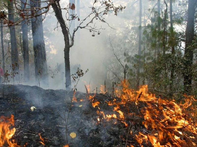 Consumidas más de 3 mil hectáreas por incendios forestales