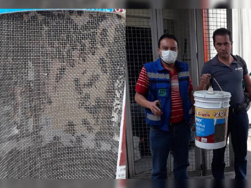 Video. Personal del Metro retira enjambre de abejas en acceso a la estación Tasqueña