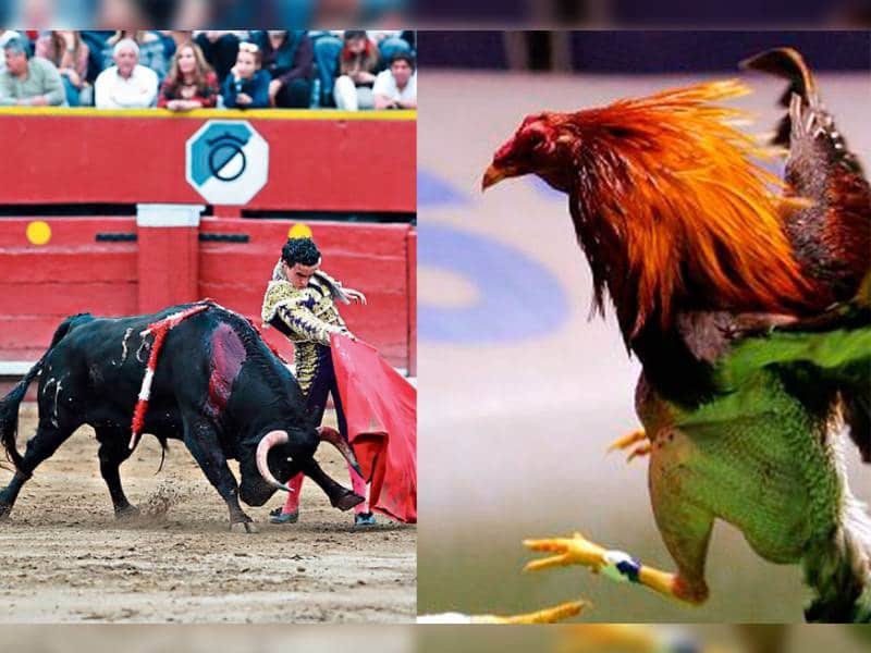 Buscan eliminar la prohibición de las peleas de gallos y corridas de toros