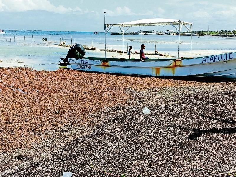 No se ha podido combatir con éxito el problema del sargazo en Mahahual