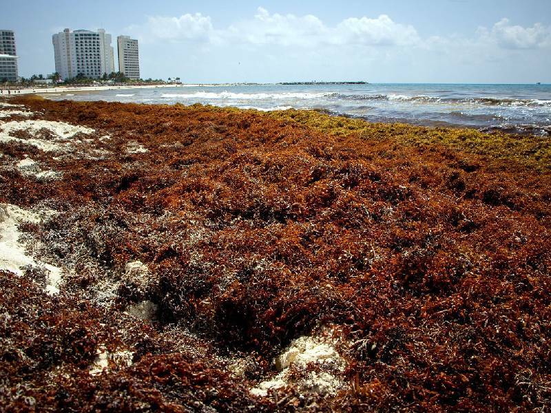 Semar reporta estimado de 65 mil toneladas de sargazo en Mar Caribe