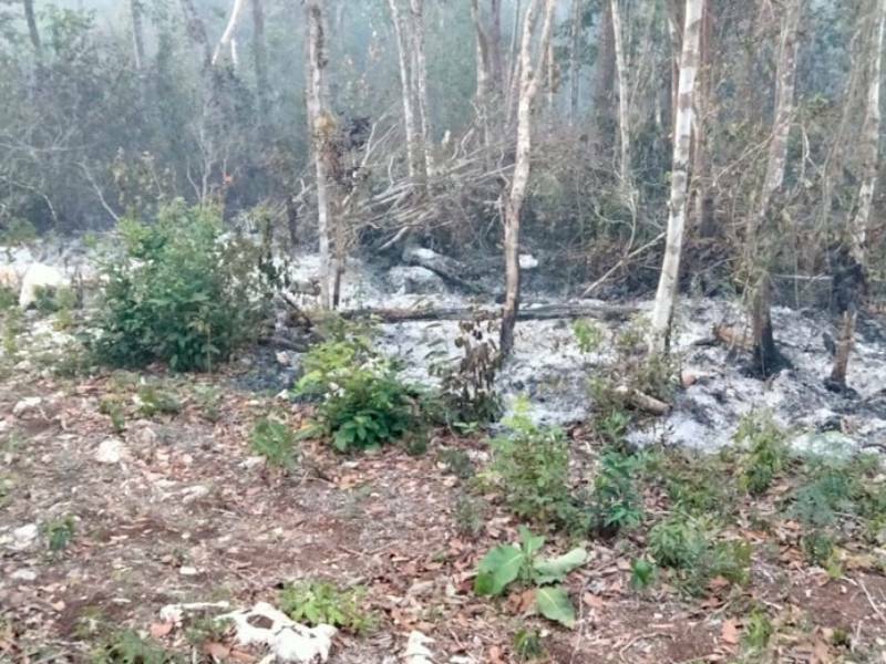 Afecta par de incendios 230 hectáreas forestales en Solidaridad