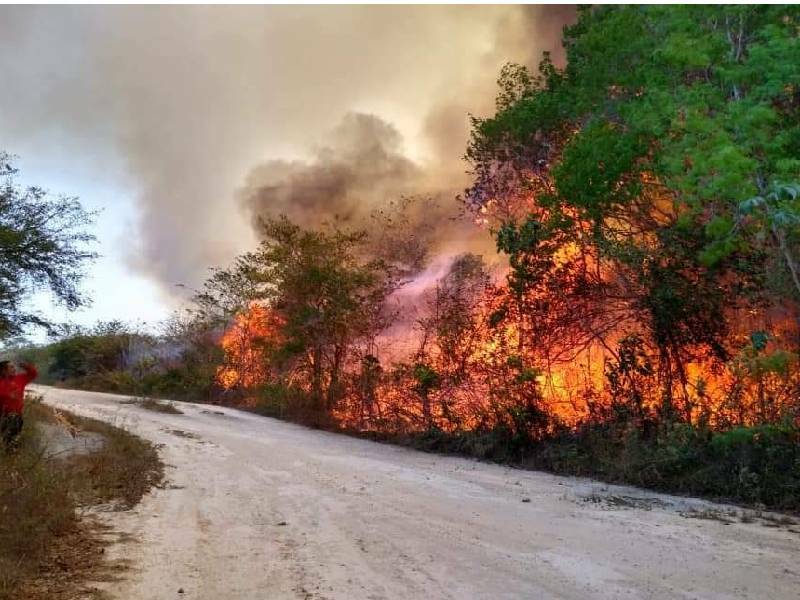 Incendios en Q. Roo comen 700 hectáreas: Conafor