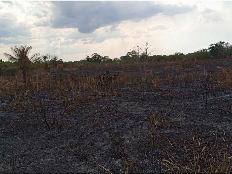 Incendio arrasa hectáreas de árboles frutales y maderables en Lázaro Cárdenas
