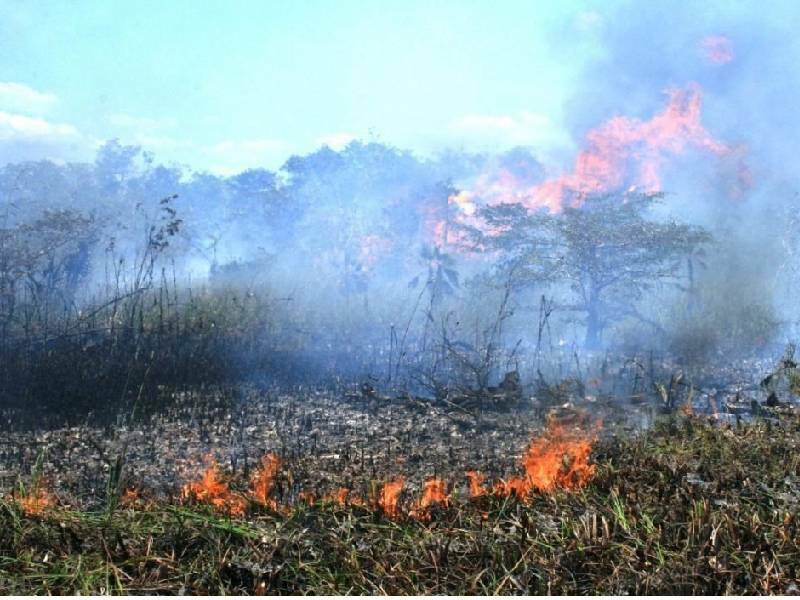 Avanzan incendios forestales; consumen 1,689 hectáreas