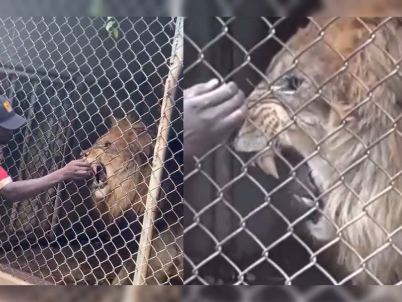 VIDEO: León le arranca el dedo a cuidador que lo molestaba