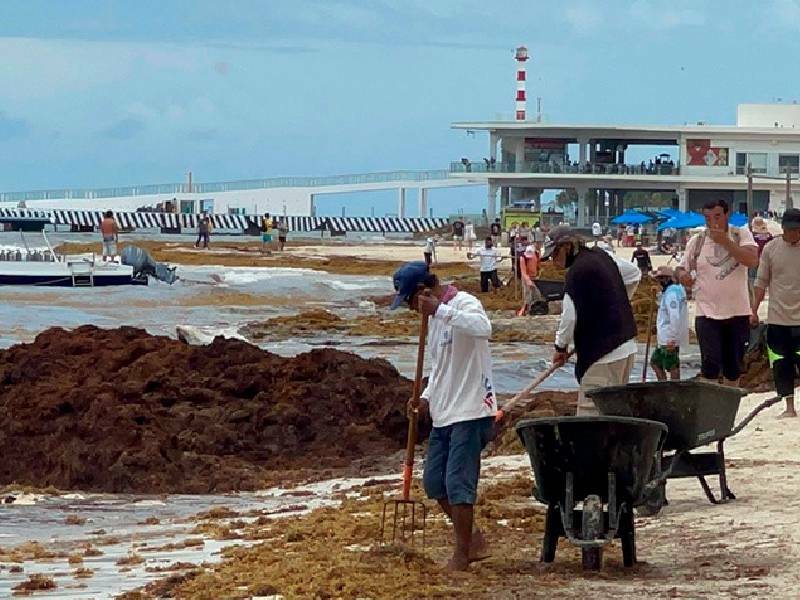 Hoteleros de la Riviera Maya piden a Federación incrementar recolección de sargazo