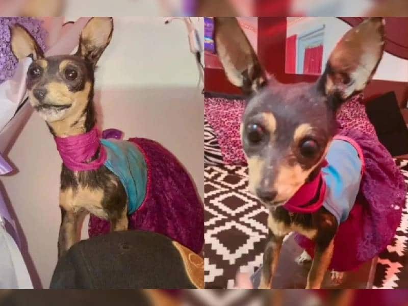 Video: Mujer diseca a su perrita chihuahua tras haber fallecido