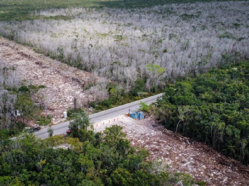 Promete Semarnat plantar 450 millones de árboles en ruta de Tren Maya