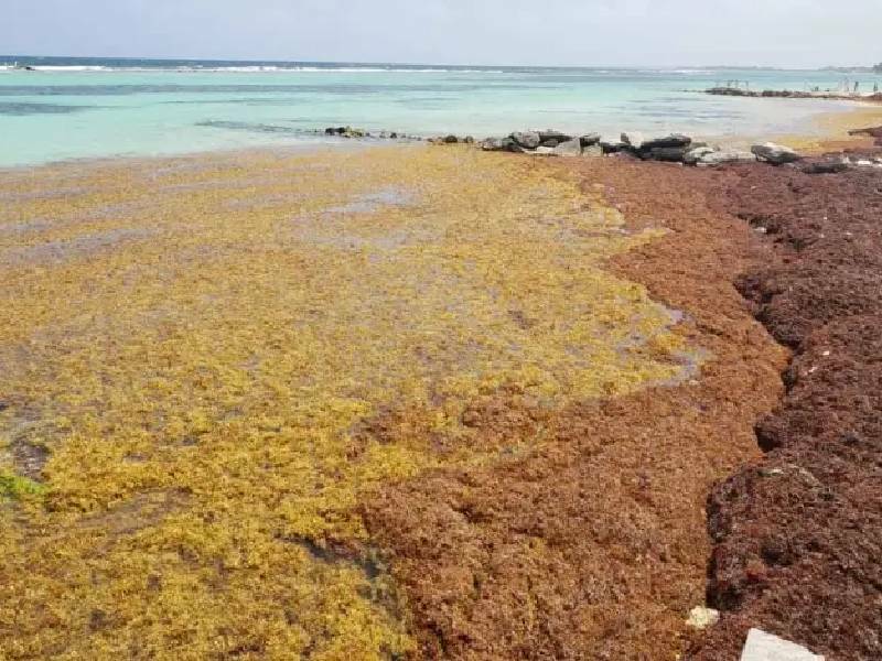 Sargazo genera gran contaminación en las playas