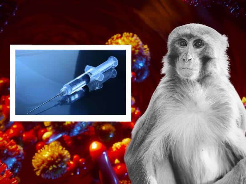 Ante emergencia, Europa autoriza vacuna contra viruela del mono